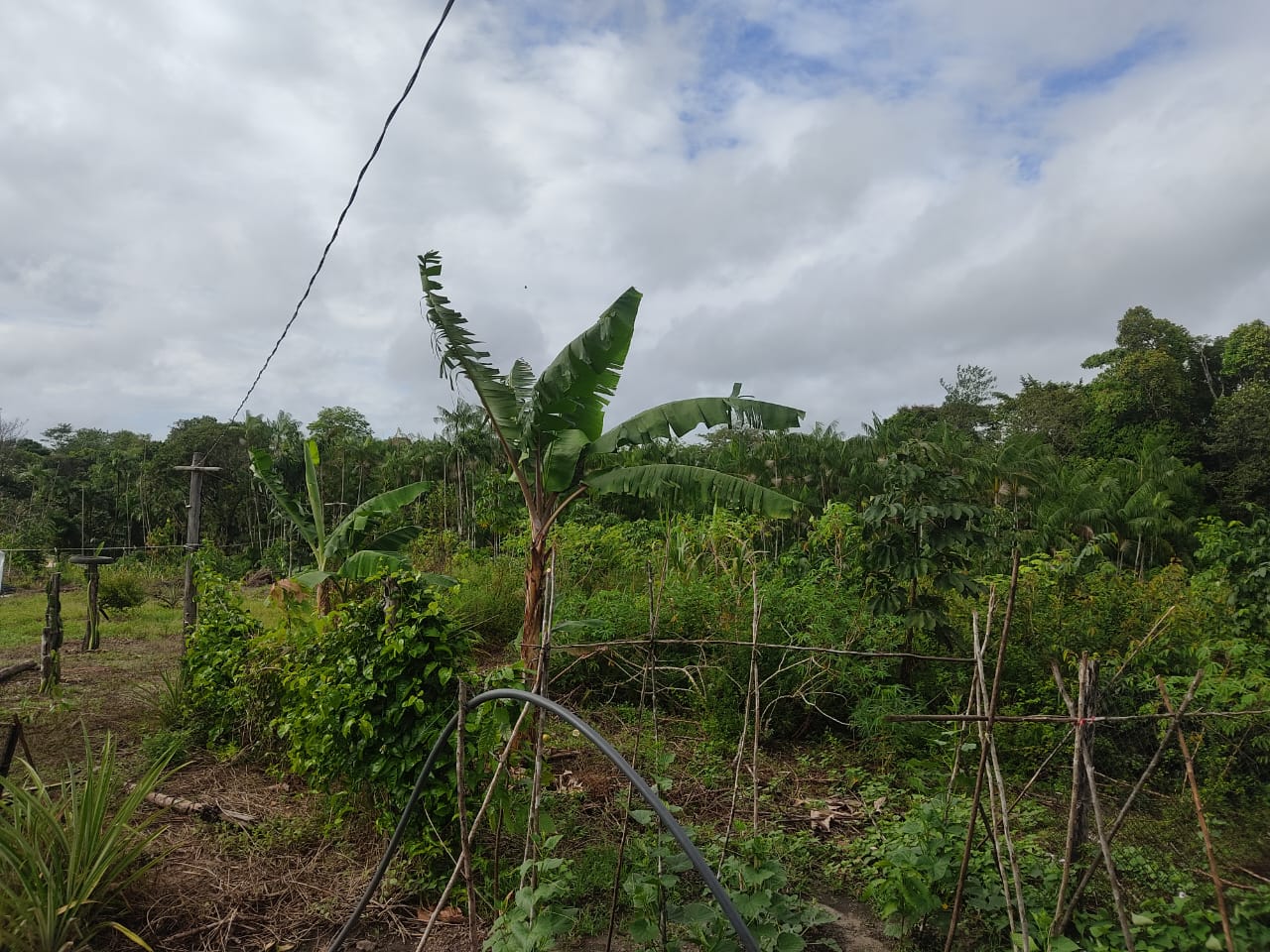 Imagem Terreno à Venda, 300.000 m² em - Bujaru Imagem Terreno à Venda, 300.000 m² em - Bujaru