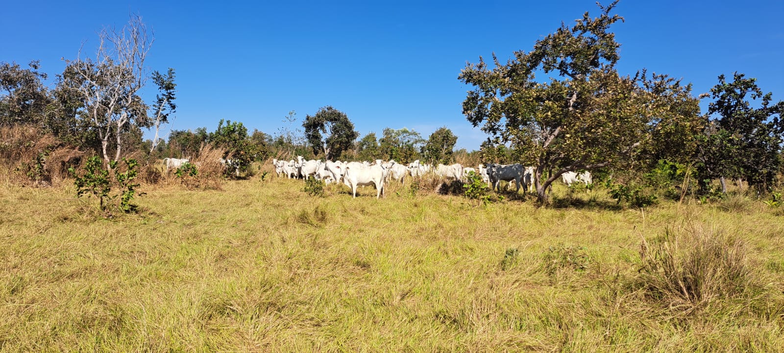 Imagem Fazenda à Venda, 25 Alq GOem Zona Rural - Araguaiana Imagem Fazenda à Venda, 25 Alq GOem Zona Rural - Araguaiana
