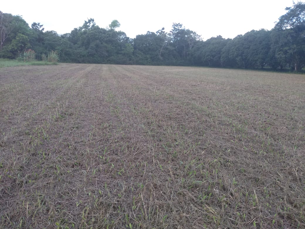 Imagem Chácara à Venda, 37 m²em Zona Rural - Vigia