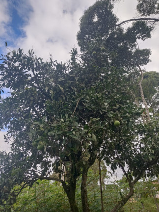 Imagem Chácara com 3 Quartos à Venda, 5.550 m² em AREIA BRANCA  - Agudos do Sul