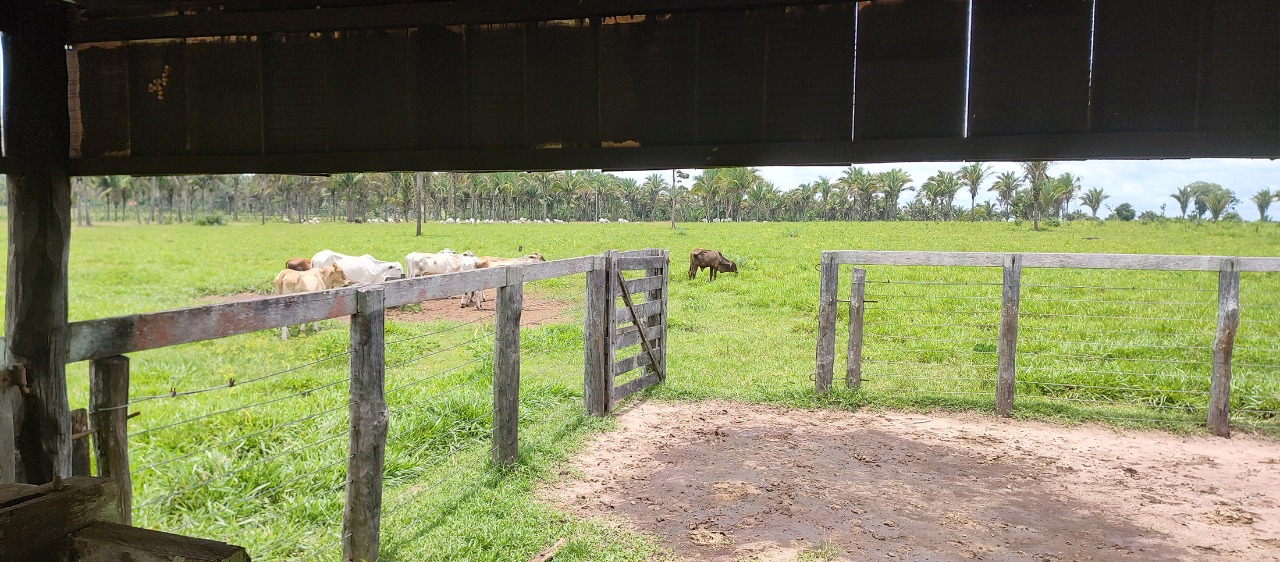 Imagem Fazenda à Venda, em Zona Rural - São Geraldo do Araguaia Imagem Fazenda à Venda, em Zona Rural - São Geraldo do Araguaia