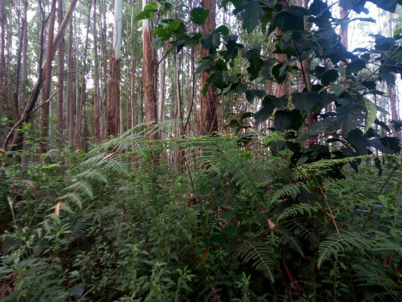 Imagem Terreno à Venda, 137.000 m² em São Domingos - Bias Fortes Imagem Terreno à Venda, 137.000 m² em São Domingos - Bias Fortes