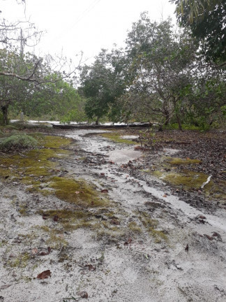 Imagem Chácara à Venda, 34.000 m² em Aparecida - Manacapuru
