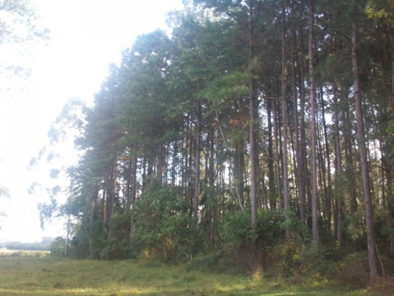 Imagem Terreno à Venda, 70.000 m² em Morro Chato - Turvo Imagem Terreno à Venda, 70.000 m² em Morro Chato - Turvo