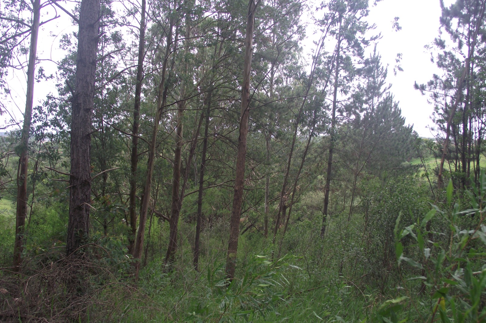 Imagem Terreno à Venda, 24.452 m² em Apotribu de Cima - Itu