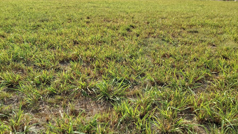 Imagem Terreno à Venda, em Residencial Figueiras do Parque - Campo Grande Imagem Terreno à Venda, em Residencial Figueiras do Parque - Campo Grande