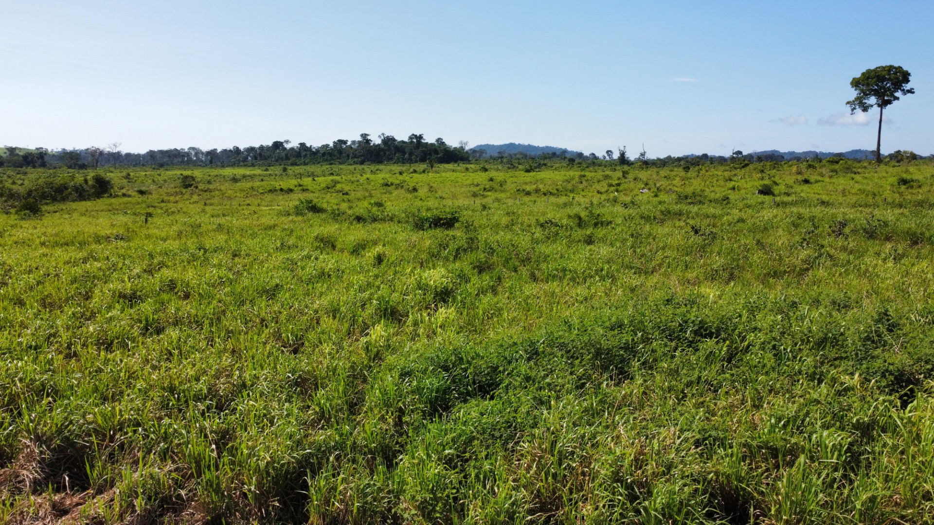 Imagem Fazenda à Venda, 900 Alq MGem Centro - São Félix do Xingu Imagem Fazenda à Venda, 900 Alq MGem Centro - São Félix do Xingu