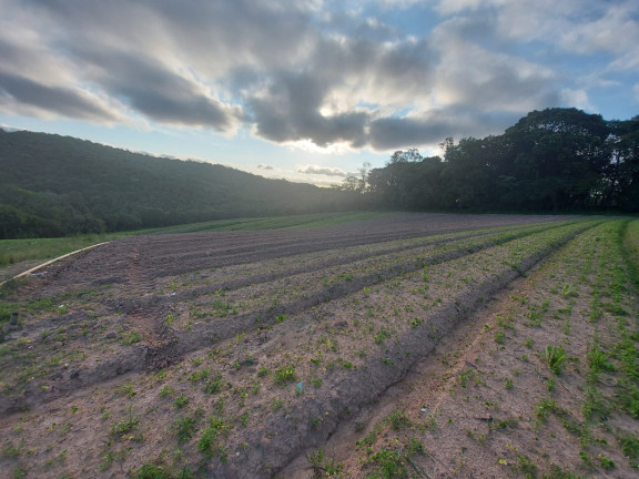 Terreno à Venda, 500 m² em Jardim Felicidade (Zona Norte) - São Paulo