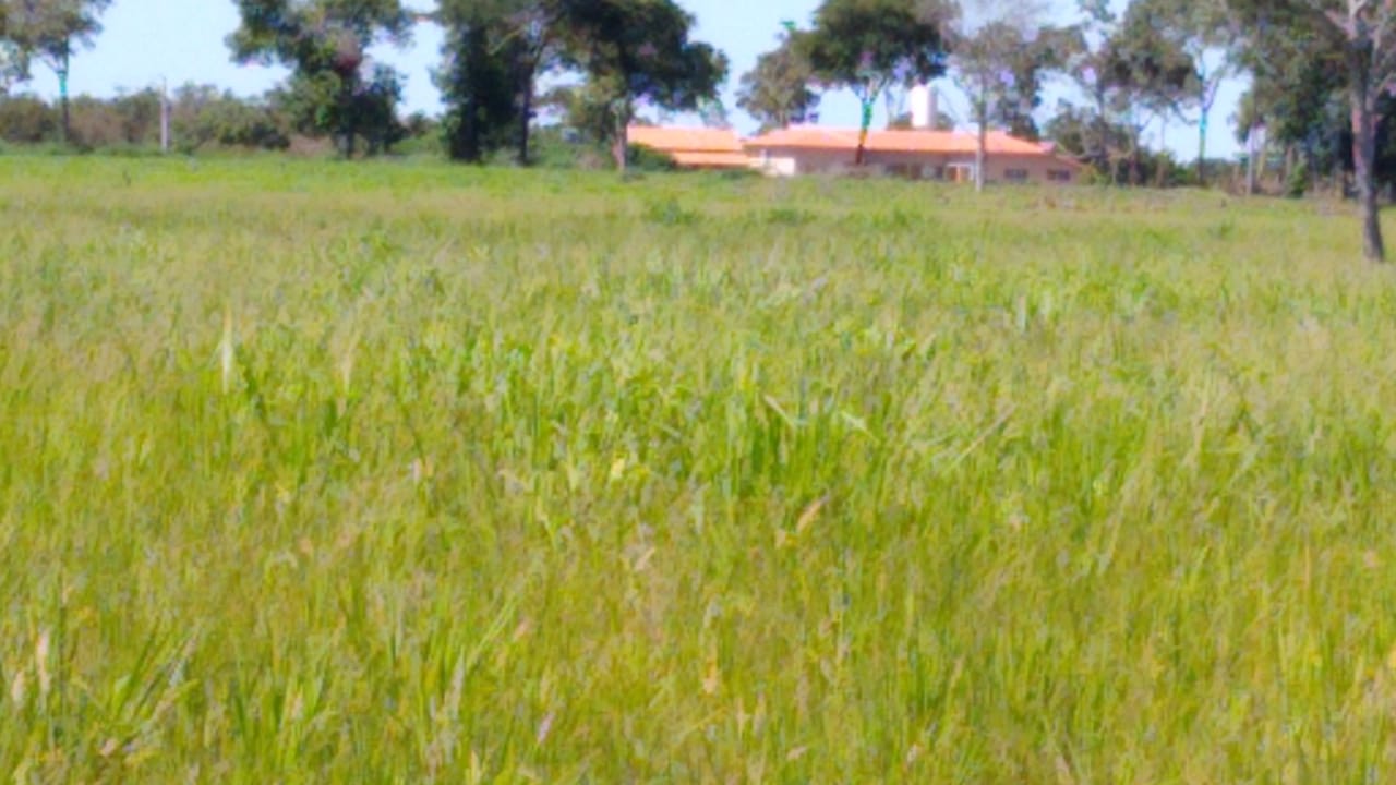 Imagem Fazenda à Venda, 543 Alq GOem Zona Rural - Cocalinho Imagem Fazenda à Venda, 543 Alq GOem Zona Rural - Cocalinho