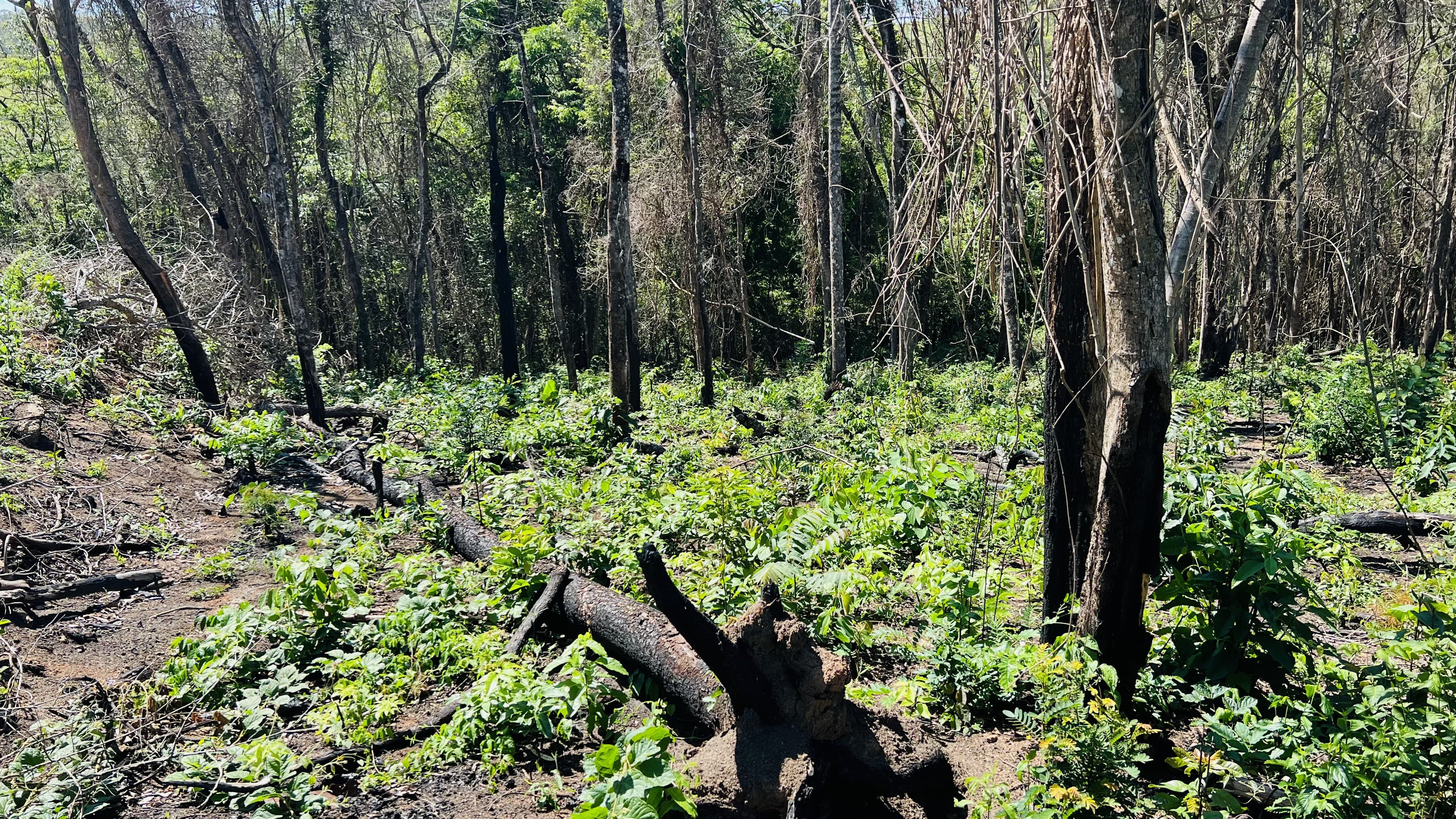 Imagem Terreno em Condomínio à Venda, 1.531 m² em Estância Santa Maria do Laranjal - Atibaia