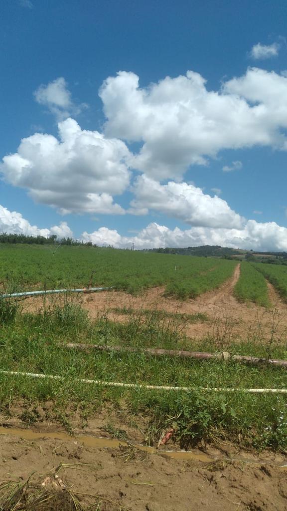 Imagem Fazenda à Venda, 6 Alq. SP em Valadão - Piedade Imagem Fazenda à Venda, 6 Alq. SP em Valadão - Piedade