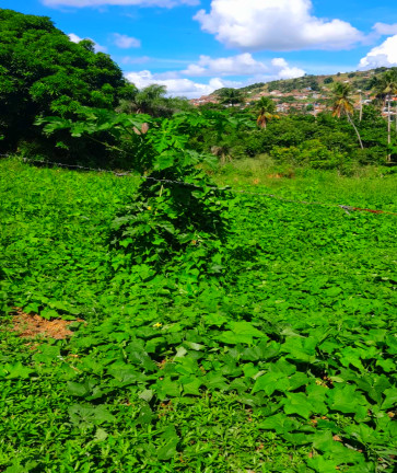 Imagem Terreno à Venda, 690 m² em Matriz - Vitória de Santo Antão Imagem Terreno à Venda, 690 m² em Matriz - Vitória de Santo Antão