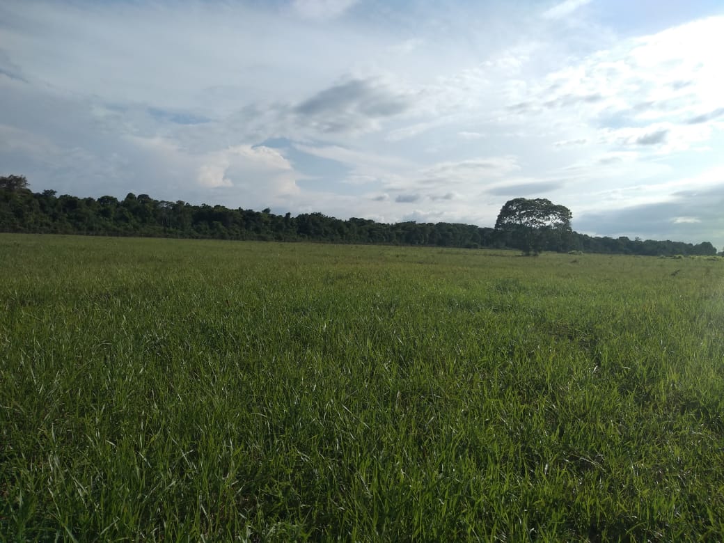 Imagem Chácara à Venda, 37 m²em Zona Rural - Vigia