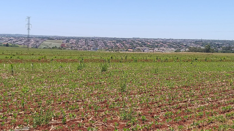 Imagem Fazenda à Venda,  em Gleba Ribeirão Maringá - Maringá