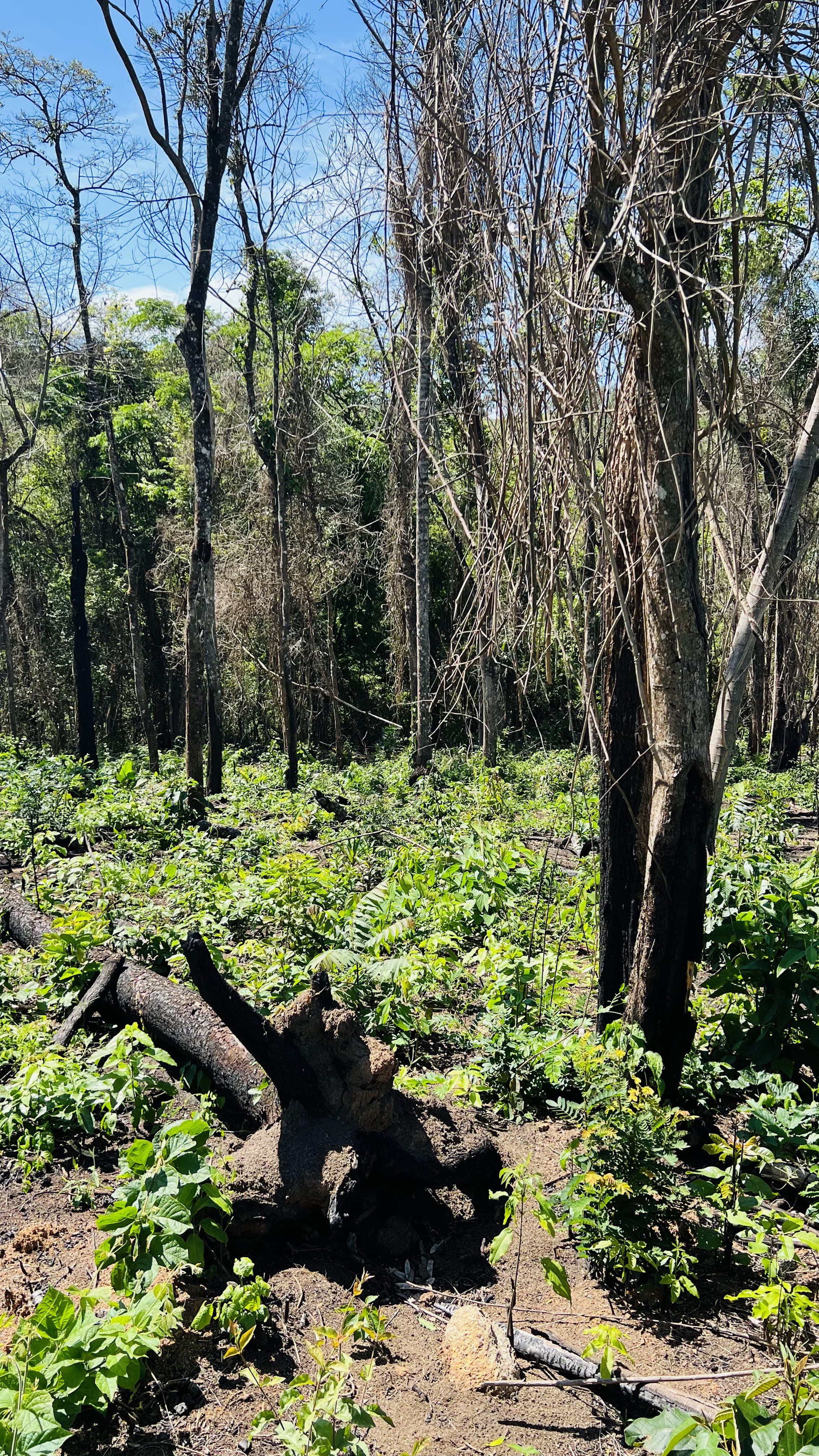 Imagem Terreno em Condomínio à Venda, 1.531 m² em Estância Santa Maria do Laranjal - Atibaia