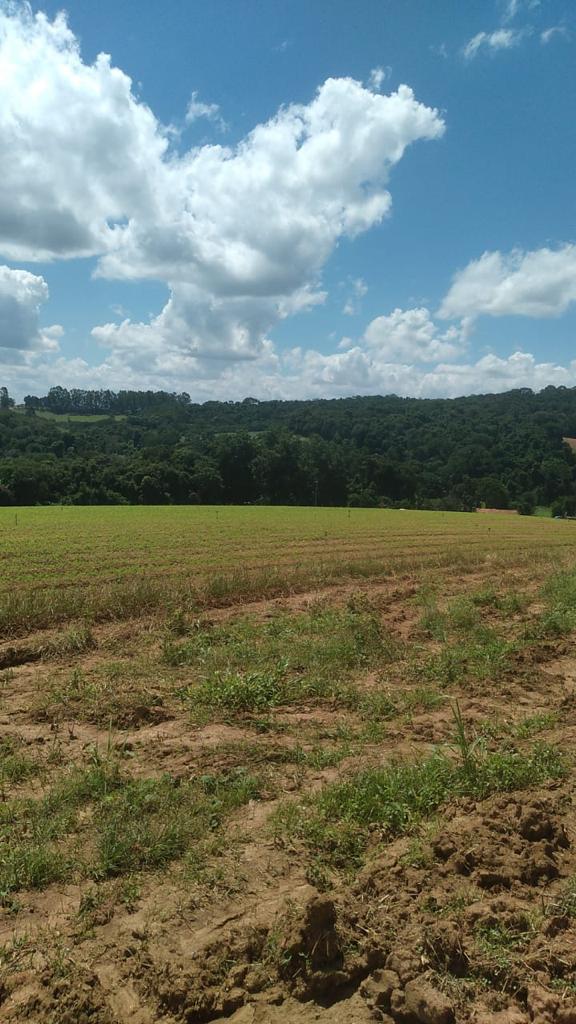 Imagem Fazenda à Venda, 6 Alq. SP em Valadão - Piedade Imagem Fazenda à Venda, 6 Alq. SP em Valadão - Piedade