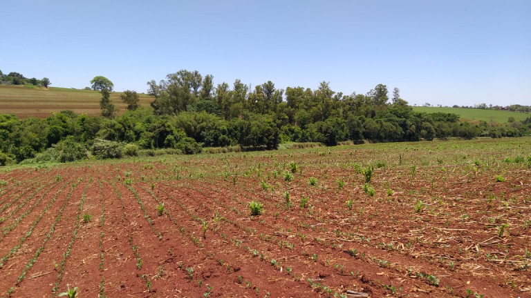 Imagem Fazenda à Venda,  em Gleba Ribeirão Maringá - Maringá