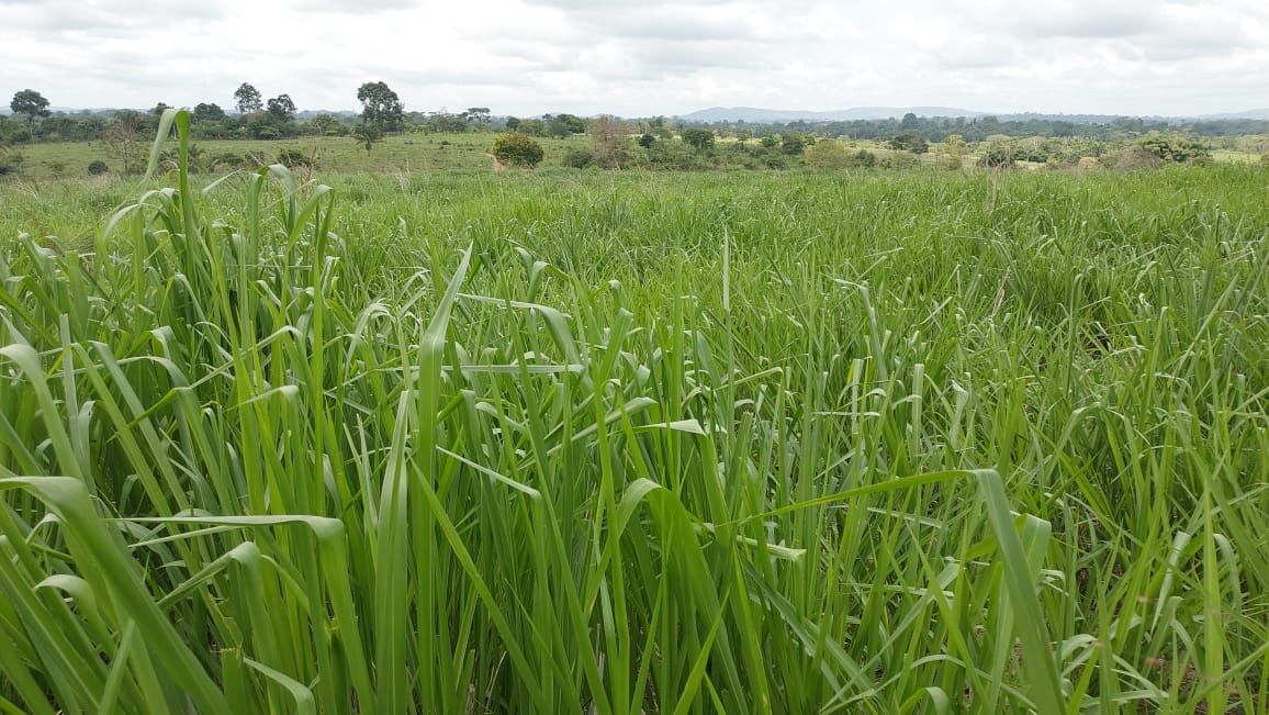Imagem Fazenda à Venda, 9 Alq MGem Nova Marabá - Marabá Imagem Fazenda à Venda, 9 Alq MGem Nova Marabá - Marabá