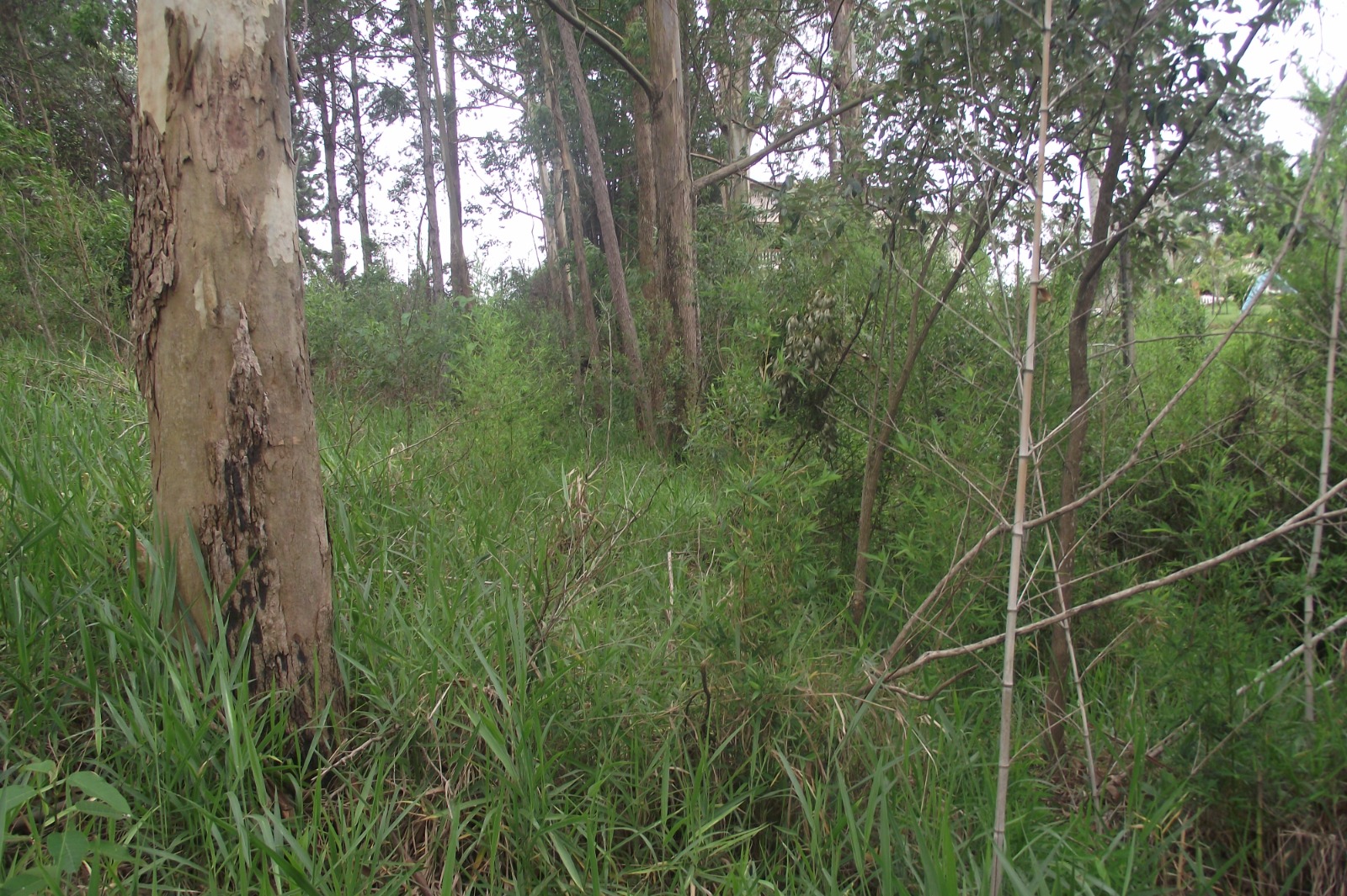 Imagem Terreno à Venda, 24.452 m² em Apotribu de Cima - Itu
