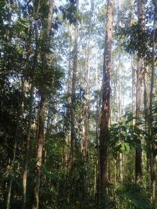 Imagem Terreno à Venda, 123.000 m² em Zona Rural - Santa Bárbara do Tugúrio Imagem Terreno à Venda, 123.000 m² em Zona Rural - Santa Bárbara do Tugúrio