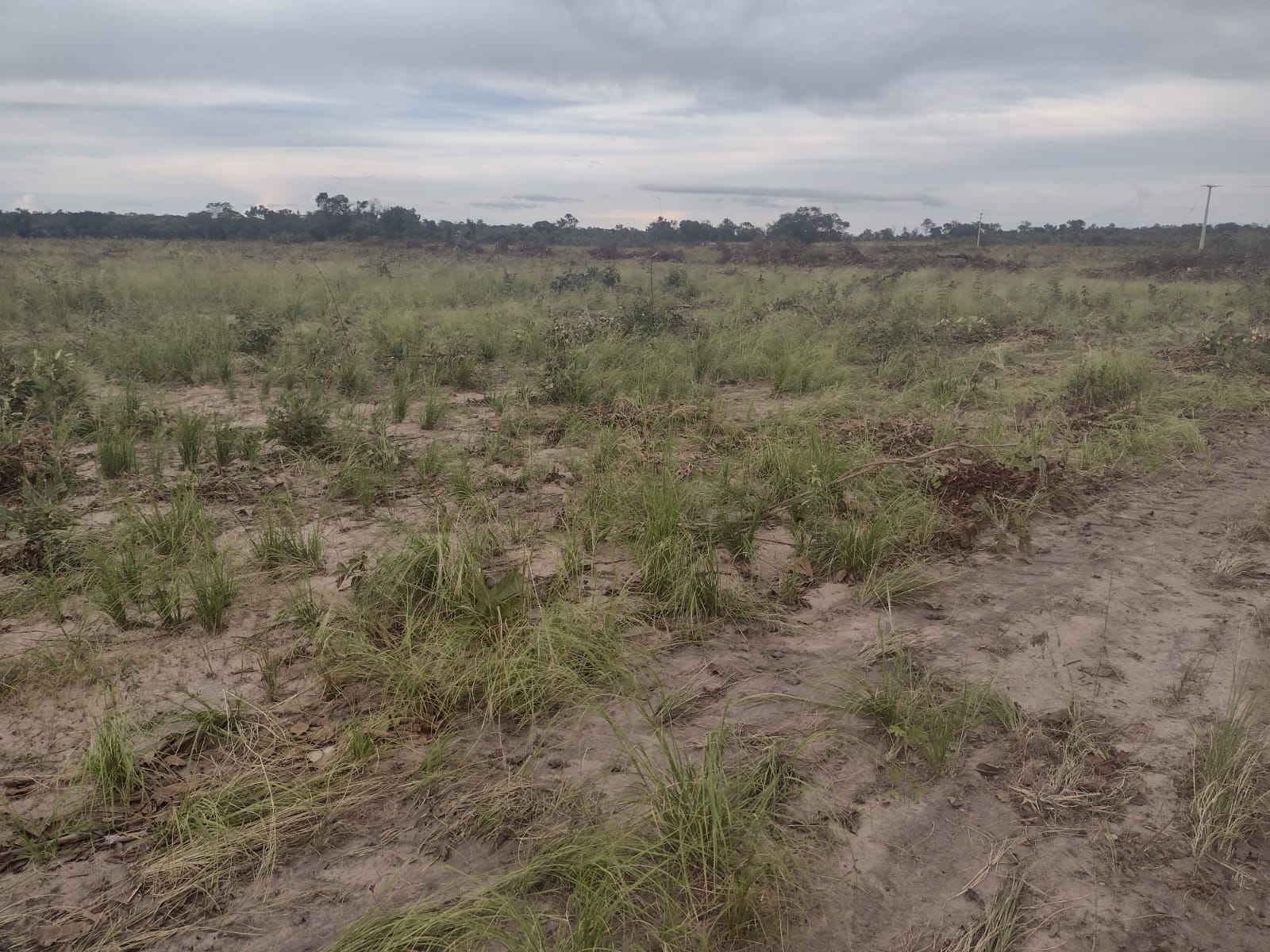 Imagem Fazenda à Venda, 250 HAem ZONA RURAL - Balsas Imagem Fazenda à Venda, 250 HAem ZONA RURAL - Balsas