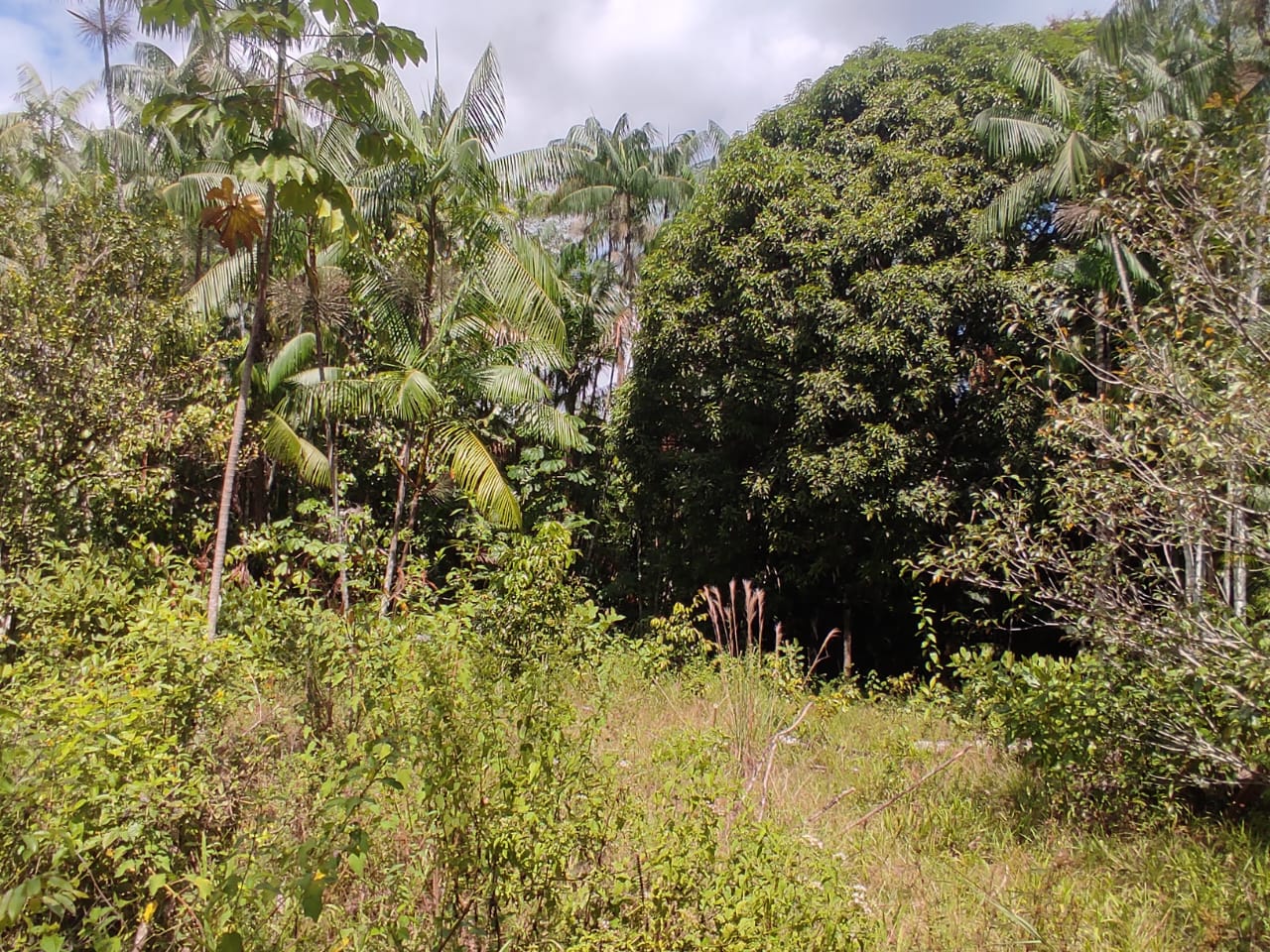 Imagem Terreno à Venda, 300.000 m² em - Bujaru Imagem Terreno à Venda, 300.000 m² em - Bujaru
