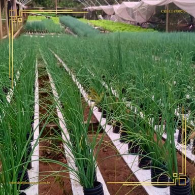 Imagem Chácara à Venda, 200 m² em Centro - Botucatu