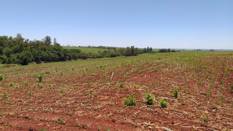 Imagem Fazenda à Venda,  em Gleba Ribeirão Maringá - Maringá