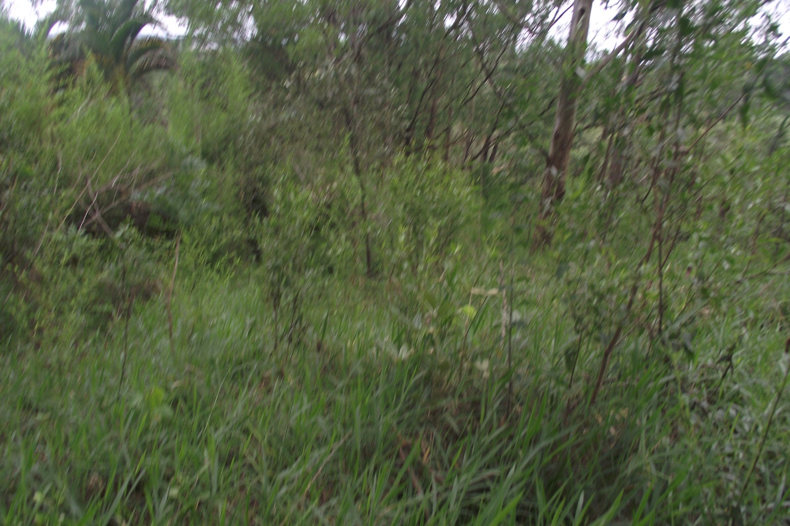 Imagem Terreno à Venda, 24.452 m² em Apotribu de Cima - Itu