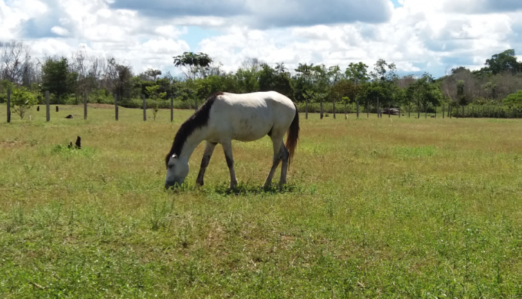 Imagem Chácara com 4 Quartos à Venda,  em Ramal urubui - Presidente Figueiredo