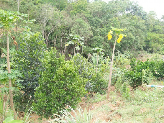 Imagem Chácara com 3 Quartos à Venda, 3 m² em Jardim Zaira - Mauá Imagem Chácara com 3 Quartos à Venda, 3 m² em Jardim Zaira - Mauá