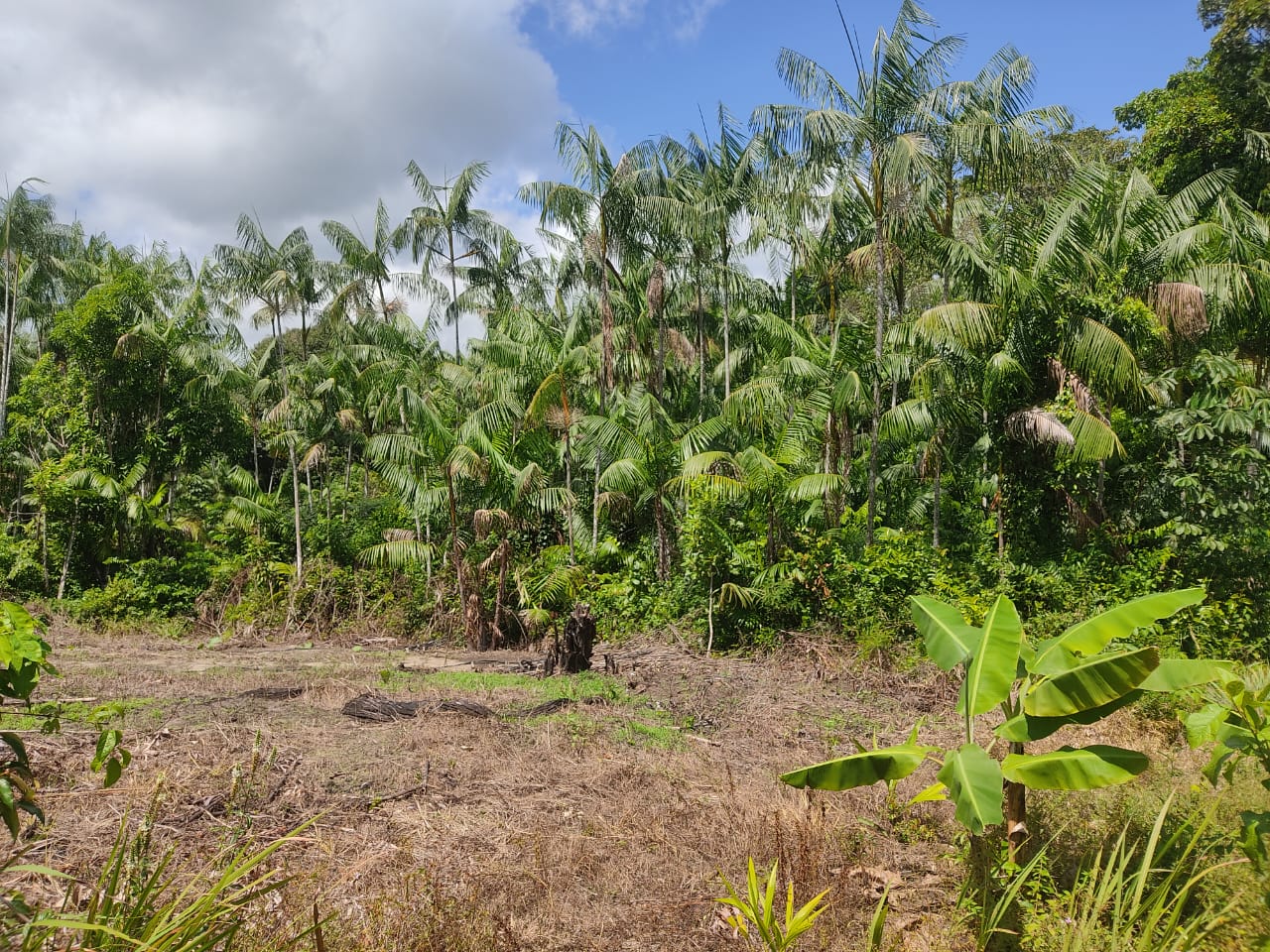 Imagem Terreno à Venda, 300.000 m² em - Bujaru Imagem Terreno à Venda, 300.000 m² em - Bujaru