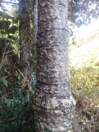 Imagem Terreno à Venda, 123.000 m² em Zona Rural - Santa Bárbara do Tugúrio Imagem Terreno à Venda, 123.000 m² em Zona Rural - Santa Bárbara do Tugúrio