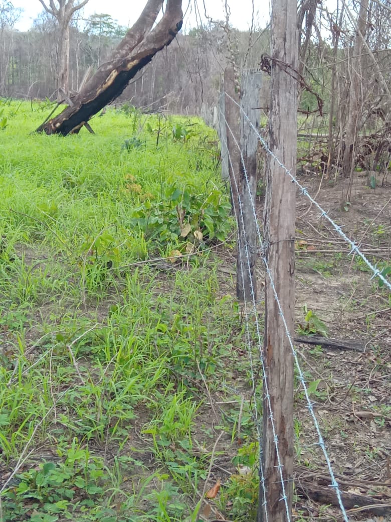 Imagem Fazenda à Venda, 350 HAem Zona Rural - Bragança