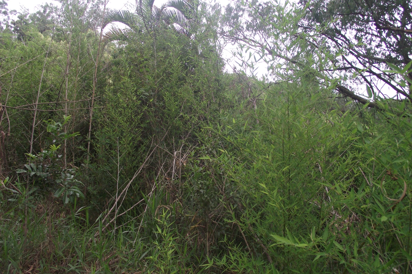 Imagem Terreno à Venda, 24.452 m² em Apotribu de Cima - Itu