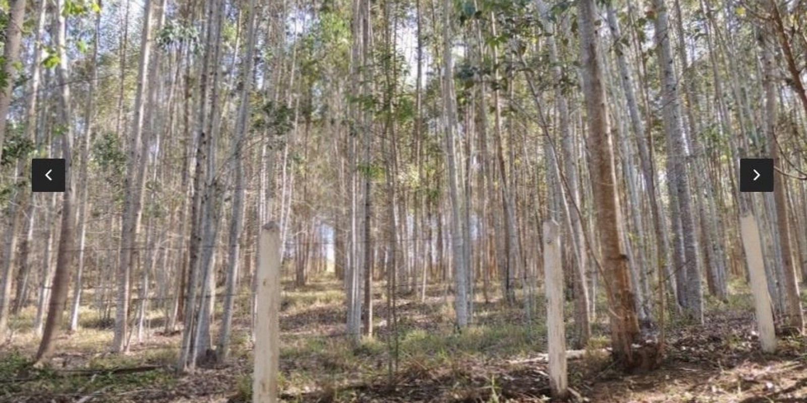 Imagem Chácara com 8 Quartos à Venda,  em Centro - Santa Isabel