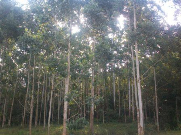 Imagem Terreno à Venda, 70.000 m² em Morro Chato - Turvo Imagem Terreno à Venda, 70.000 m² em Morro Chato - Turvo
