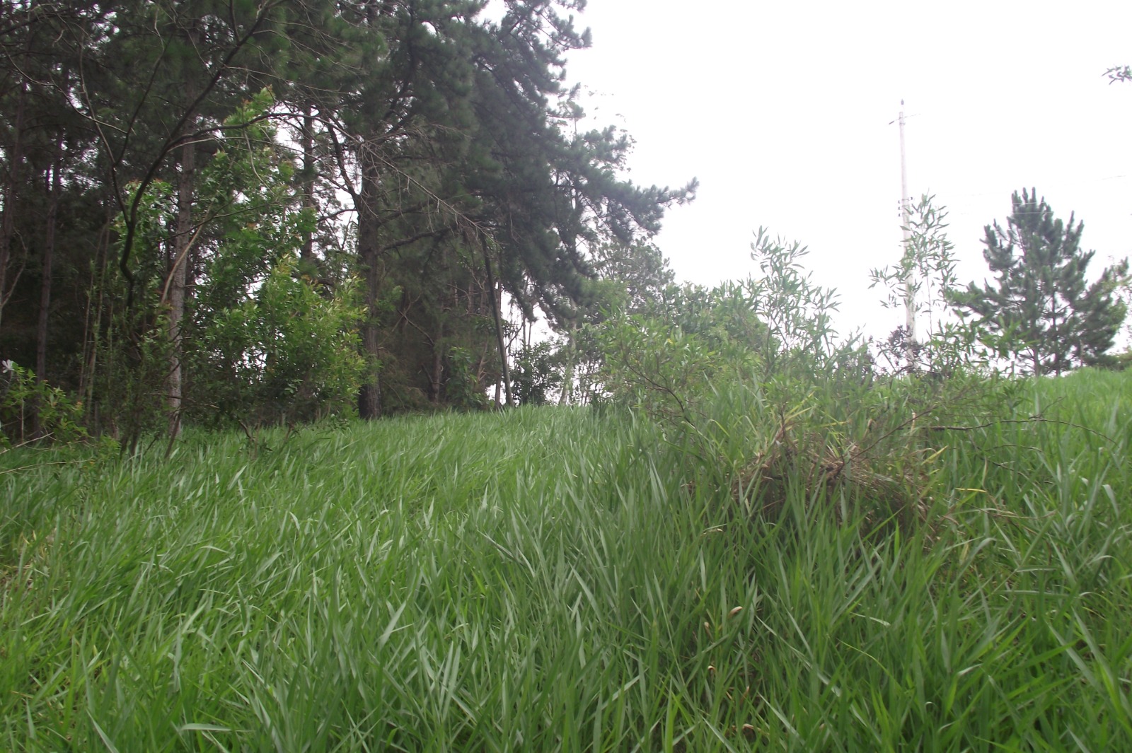 Imagem Terreno à Venda, 24.452 m² em Apotribu de Cima - Itu