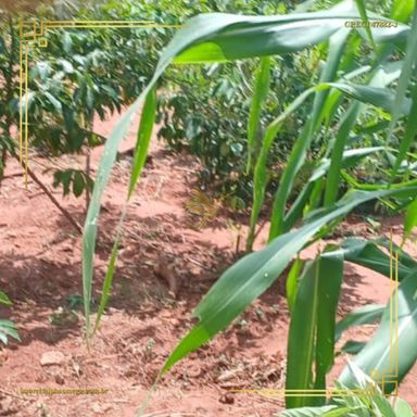 Imagem Terreno à Venda, 250 m² em Jardim Monte Mor - Botucatu Imagem Terreno à Venda, 250 m² em Jardim Monte Mor - Botucatu
