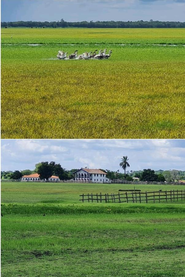 Imagem Fazenda à Venda, 11.970 m² em Zona Rural - Alenquer Imagem Fazenda à Venda, 11.970 m² em Zona Rural - Alenquer