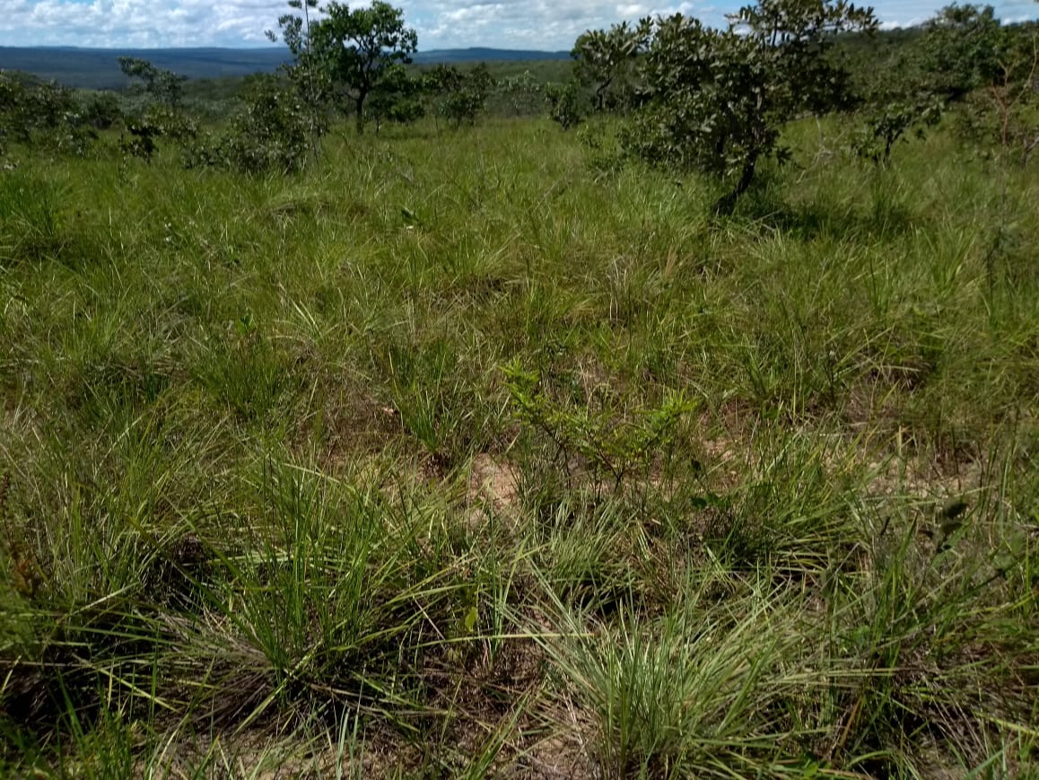 Imagem Fazenda à Venda, 64 Alq. GO em Zona Rural - Ribeirãozinho Imagem Fazenda à Venda, 64 Alq. GO em Zona Rural - Ribeirãozinho