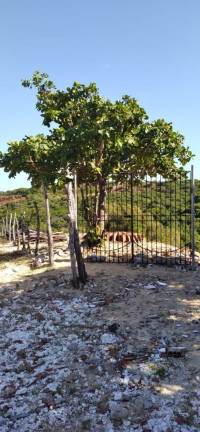 Imagem Terreno à Venda, 5.658 m²em Pajuçara - Natal Imagem Terreno à Venda, 5.658 m²em Pajuçara - Natal