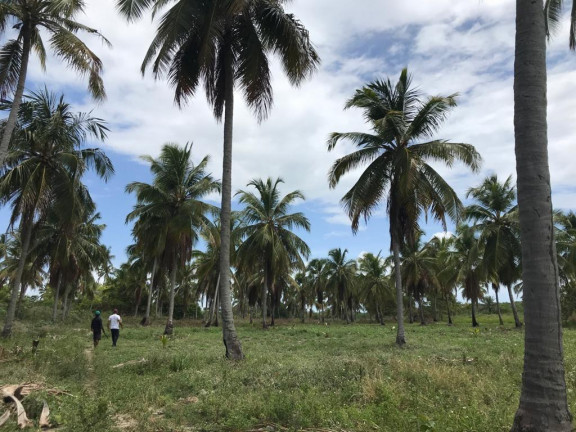 Imagem Terreno à Venda, 160.000 m² em Praia de Tamandaré - Tamandaré