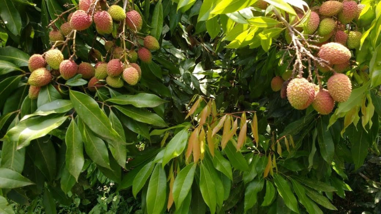 Imagem Terreno à Venda, 43.500 m² em Vila Andrade - Mogi das Cruzes
