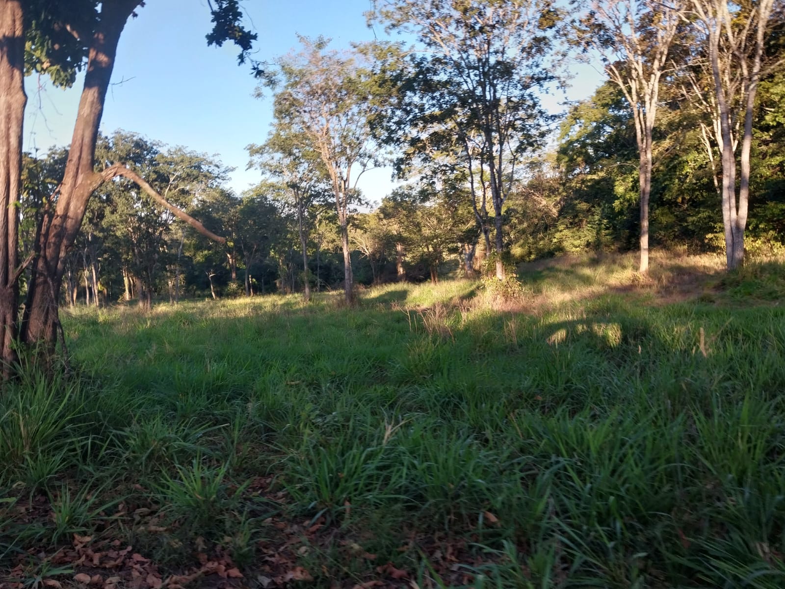 Imagem Fazenda à Venda, 353 HAem ZONA RURAL - Alto Araguaia