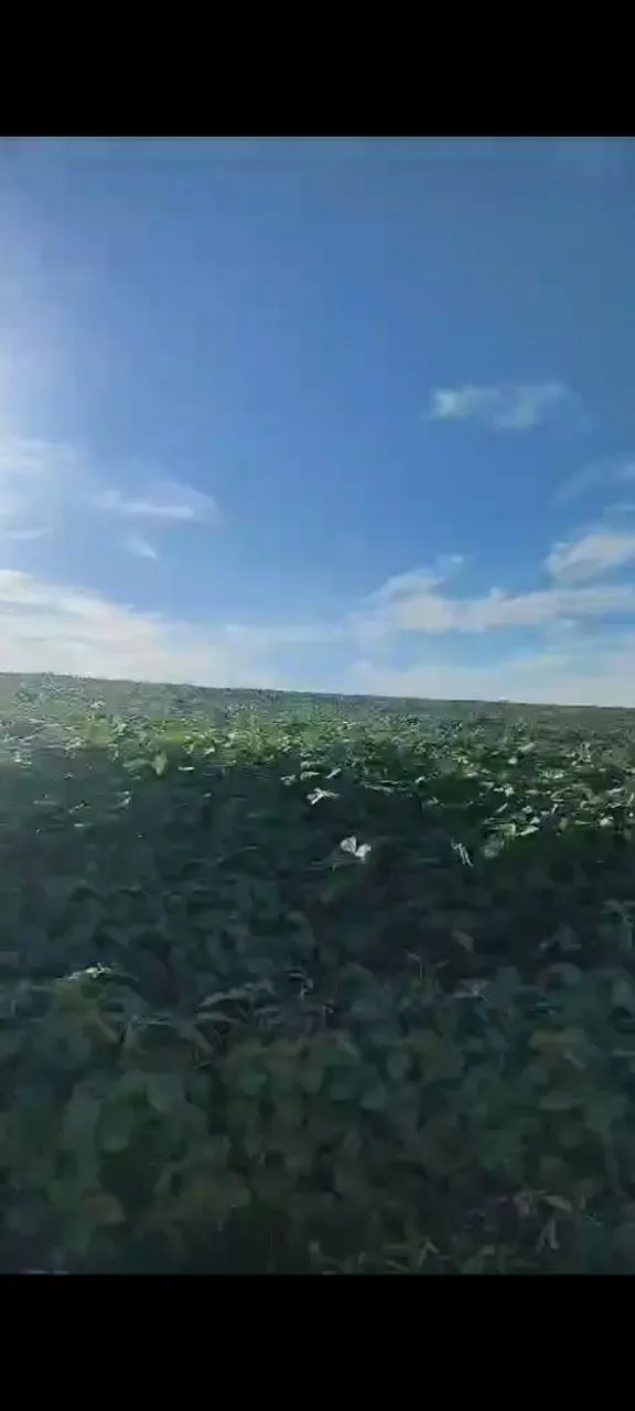 Imagem Fazenda à Venda, em Samambaia Sul (Samambaia) - Brasília