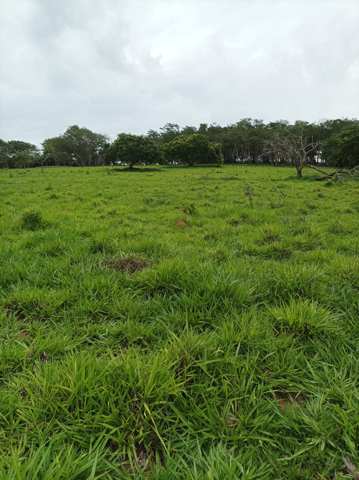 Imagem Fazenda à Venda, 78 HAem zona rural - Cláudio Imagem Fazenda à Venda, 78 HAem zona rural - Cláudio