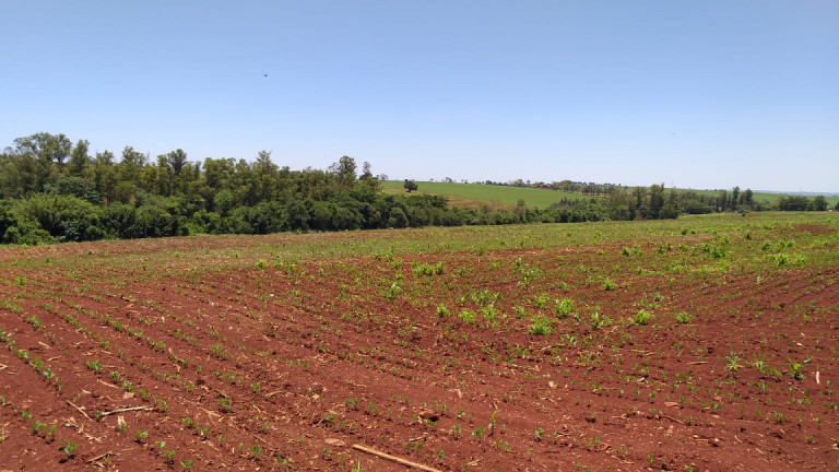 Imagem Fazenda à Venda,  em Gleba Ribeirão Maringá - Maringá