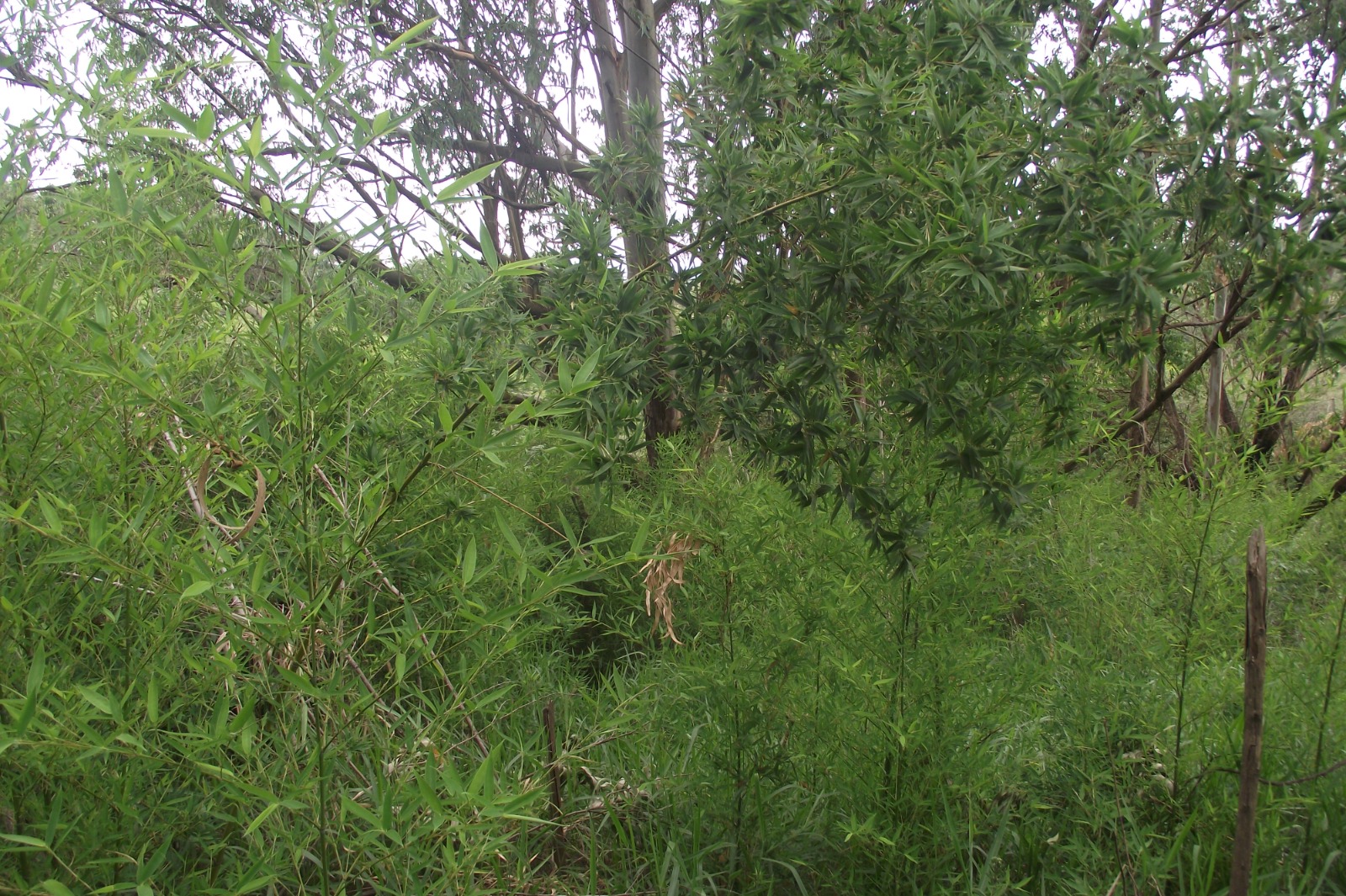 Imagem Terreno à Venda, 24.452 m² em Apotribu de Cima - Itu