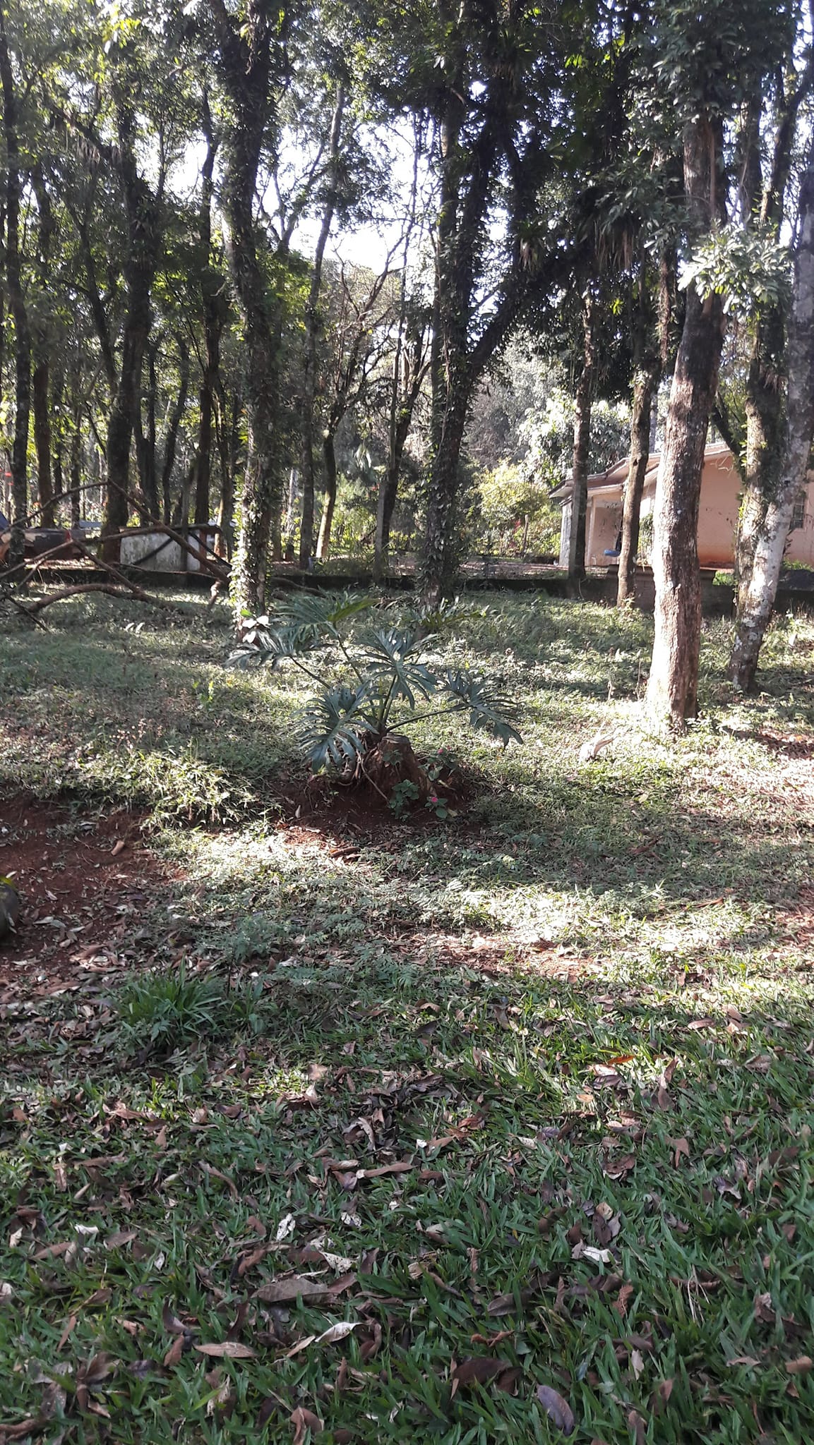 Imagem Terreno à Venda, 3.200 m²em Efapi - Chapecó